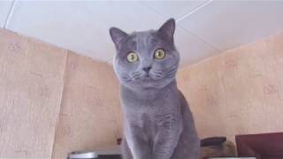 Котик Прыгает на Холодильник & Навая Одежда для Котика