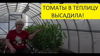 Как высаживаю томаты в теплицу для раннего урожая. 22 марта. Ольга Чернова