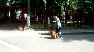 ОКД бельгийская овчарка повороты