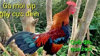 Gà mồi vip gáy cực hay /Qaib đib qua zoo - cuab tuaj zoo heev
