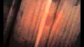 drunken moth