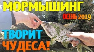Рыбалка 2019 Мормышинг творит чудеса!!! Осенняя рыбалка