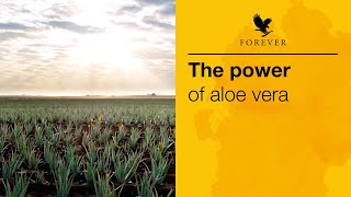 The Power of Aloe Vera | Forever Living #TheAloeVeraCompany