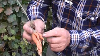 А могло быть МОРКОВКИ БОЛЬШЕ