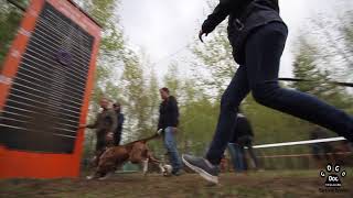 Дисциплина Wall climbing на соревнованиях Pitbull Show "В БОРЬБЕ ЗА СЛАВУ" 2017