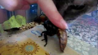 Альфа-самец мадагаскарского шипящего таракана