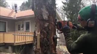 Felling tree on a bolt hinge