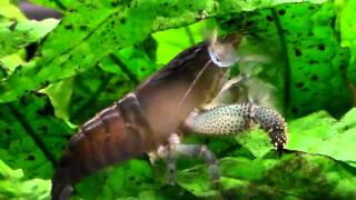 55G: Viper Shrimp Again!