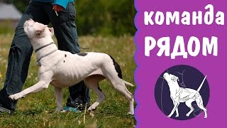 Команда рядом | дрессировка питбуля | амстафф