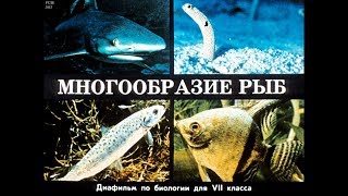 Диафильм Многообразие рыб /по биологии для 7 класса/
