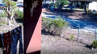 Temblor 4.7 en guayama puerto rico 12 marzo 2019  las camara de seguridad de casa
