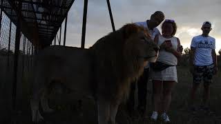 Лев -вожак на закате Lion-leader at the sunset!