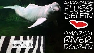 Amazonas-Flussdelfin "Baby" im Zoo Duisburg ? über und unter Wasser | zoos.media