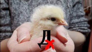 Как вылупляется цыпленок? Как помочь цыпленку вылупиться из яйца?
