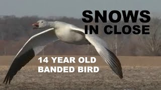 Snow Goose Hunting 2018: A 62 Bird Day!