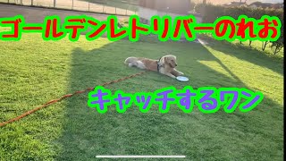 【大型犬】ボールの次はフリスビーに挑戦する、ゴールデンレトリバーのれお