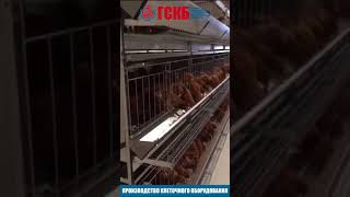 Клеточное содержание птицы ГСКБ г Пятигорск Стимул Инк Клетка для кур-несушек