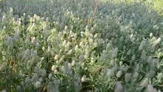 ФУТАЖ Красивые полевые цветы