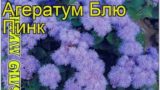 Агератум обыкновенная Блю Пинк. Краткий обзор, описание характеристик houstonianum Blue Pink