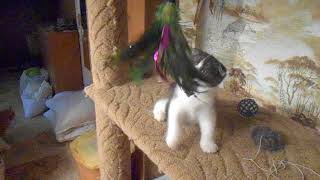 Шотландские кошки и котята Ольги Евдокимовой
