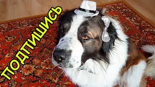 Мои КЛИПЫ 2019 подряд. Московская сторожевая Булат Говорящая собака