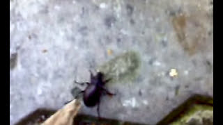 ой, ползет, ползет!