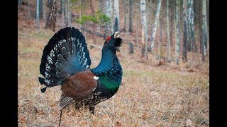 Охота на глухаря на току