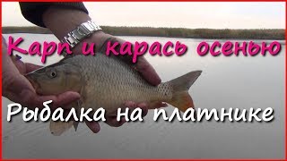 Рыбалка. Ловля карася и карпа в октябре.