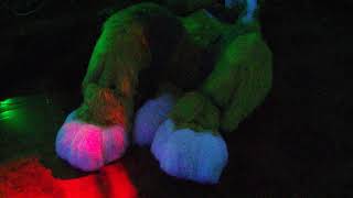 Maffik paws worship video