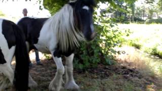 Тинкеры (9)