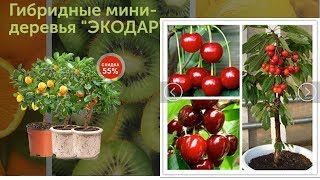 Экодар Гибридные Деревья Отзывы
