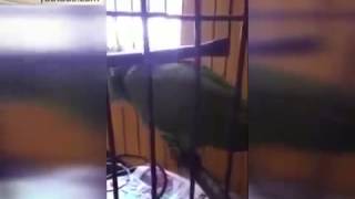 Прикол!Попугай плачет