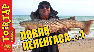Ловля пеленгаса с берега на море .Секреты ловли пеленгаса