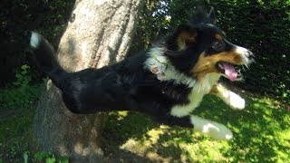 Bounce off trees - vom Baum abspringen - Tutorial - Australian Shepherd