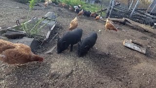 Вьетнамские свиньи - находка козовода