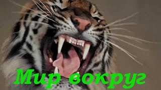 Самые большие кошки  Схватка тигров