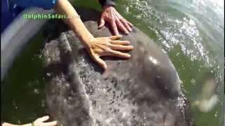"Teething" Baby Whale Uses Humans As Pacifiers, Whale Watching