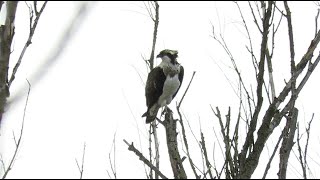 Juvenile female Osprey - Pandion haliaetus - Visarend / Kruibeke polder - Belgium / 18-9-2019