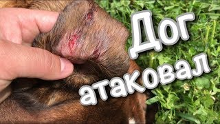 Собаки подрались