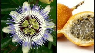 PASSION FRUIT, что такое ФРУКТ СТРАСТИ. МАРАКУЙЯ