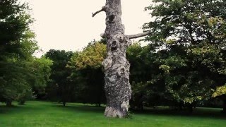 Genève. Switzerland. Женева. Ботанический сад. Ботанический сад.