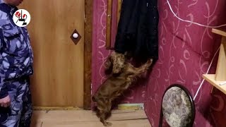 Кокер-спаниель обломала секс вору на зоне. Real Video