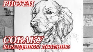 КАК НАРИСОВАТЬ СОБАКУ КАРАНДАШОМ ПОЭТАПНО (НАБРОСОК ГОЛОВЫ)