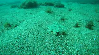 Черное море.Подводная охота ноябрь 2019