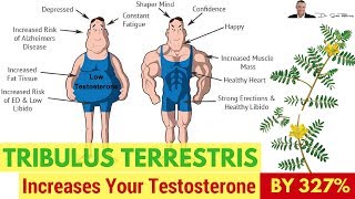 ? Can You Really Increase Your Testosterone With Tribulus Terrestris by 327%? - by Dr Sam Robbins