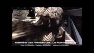 Alessondra's OKC Great Horned Owl Cam - Mr T brings URO 8:39pm 2-25-2014