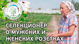 Селекционер о мужских и женских розетках, кастах клубники. Как определить стерильные сорта.