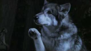 Animal Ambassador