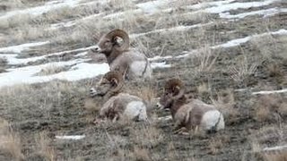 Толсторогий баран - Bighorn Sheep (Энциклопедия животных)