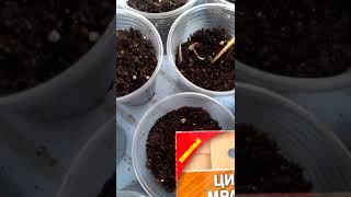 Цикламены из семян.